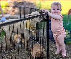 Petting Zoo